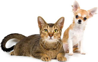 Mikrosirutettu kissa ja koira